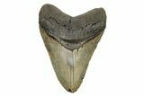 Huge, Fossil Megalodon Tooth - North Carolina #261024-1